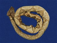 藏品(百步蛇)的圖片